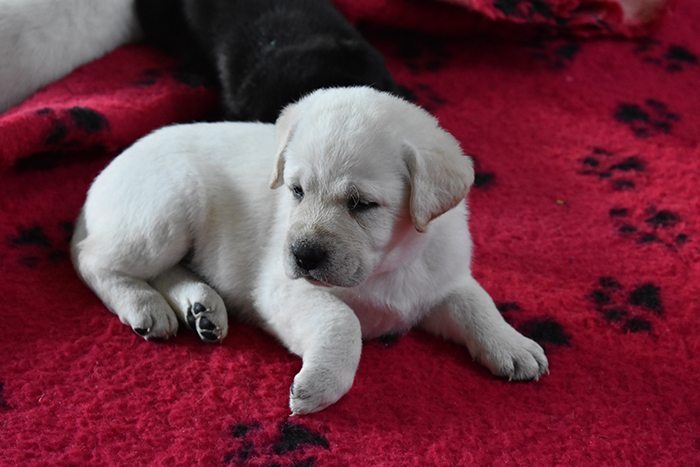 Publicatie volwassen grootmoeder Labrador puppy: ALLES over Labrador puppy's (+ video's & foto's)