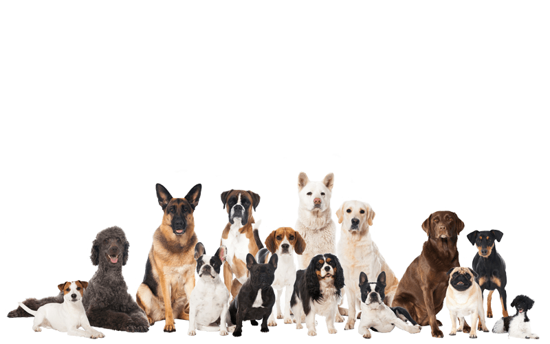 Hondenrassen (puppy info, karakter) Puppygroep.nl