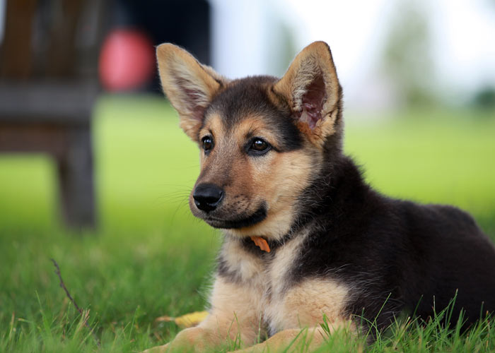 nemen dek Afleiden Duitse herdershond (puppy info, geschiedenis, karakter) - Puppygroep.nl
