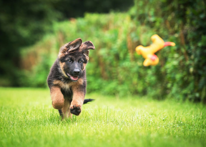 nemen dek Afleiden Duitse herdershond (puppy info, geschiedenis, karakter) - Puppygroep.nl