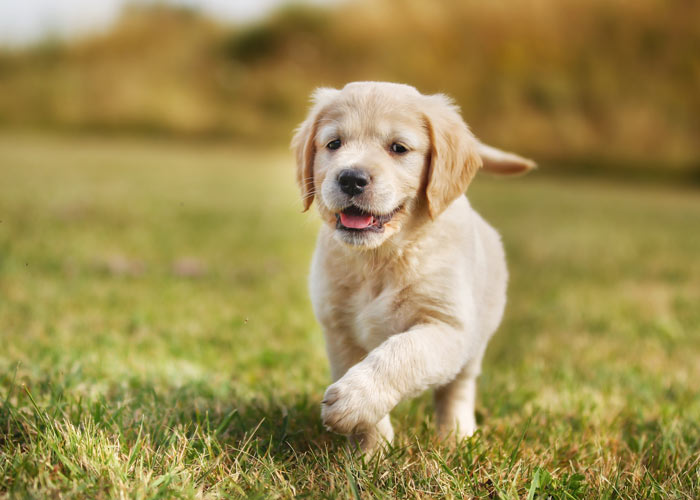 Golden retriever (puppy info, geschiedenis, karakter) - Kosten Aanschaf En OnDerhouD GolDen Retriever Pup Groot