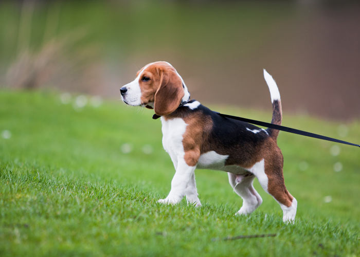 Beagle info, karakter) - Puppygroep.nl