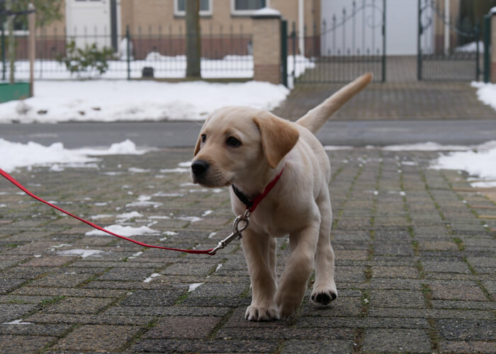 rust Post laat staan Labrador retriever (puppy info, geschiedenis, karakter) - Puppygroep.nl