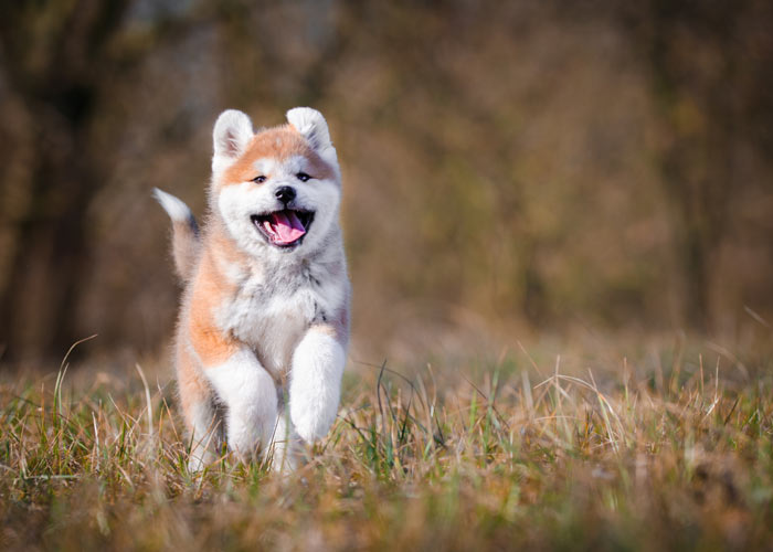 Akita (puppy info, geschiedenis, karakter) - Puppygroep.nl