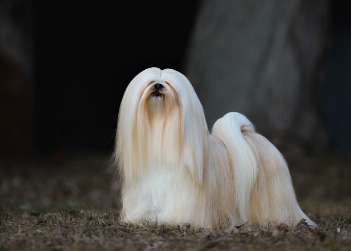 lhasa apso small breed