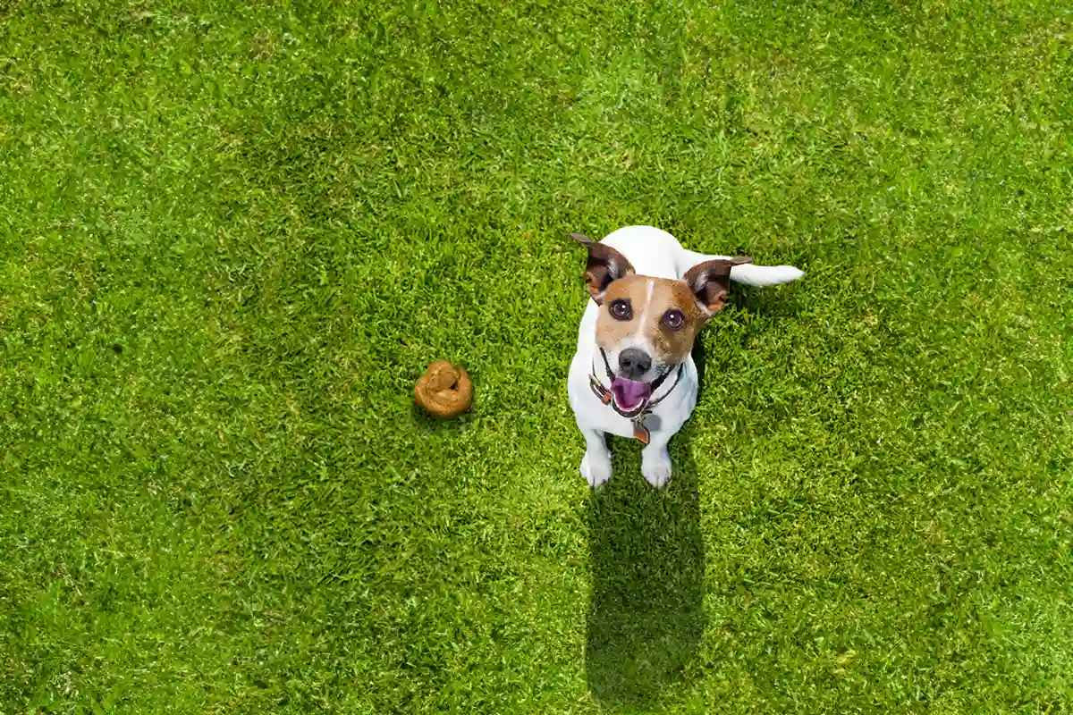 Featured image for “Puppy Zindelijk Maken: Tips van Hondenexpert Liesbeth”