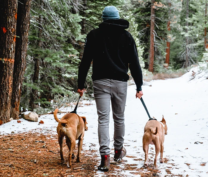 man met twee honden wandelen in de sneeuw