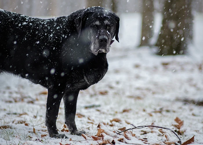 zwarte labrador in de sneeuw